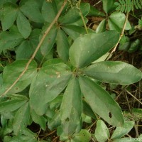 Dioscorea tomentosa J.Koenig ex Spreng.